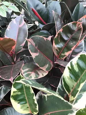 Grootbladige ficus, Woonplant van de maand september