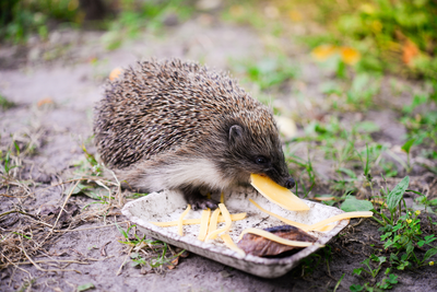 Help de eekhoorn en egel in de tuin