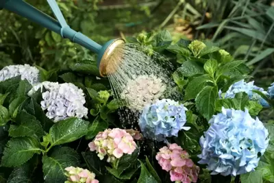 Hortensia watergeven