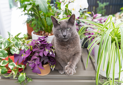 Katvriendelijke tuinplanten voor kattenliefhebbers