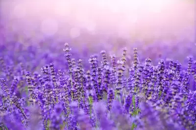 Lavendel: tuinplant van dit moment