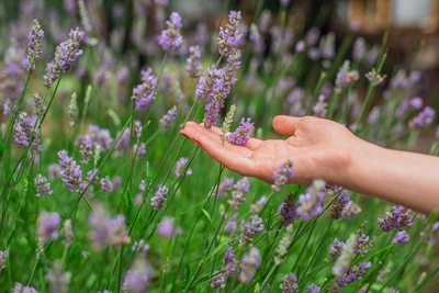 Lavendel, wie kent haar niet?