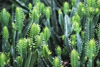 Stoere kamerplant Euphorbia