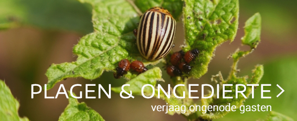 plagen en ongedierte in moestuin webshop tuincentrum thiels