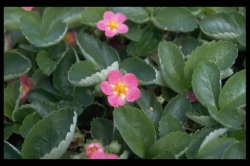 Rosaceae