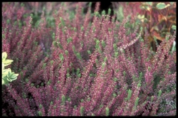 Ericaceae