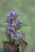 Campanulaceae