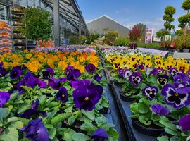 Tuinplanten Heist-op-den-Berg | Kom langs in Tuincentrum Thiels