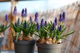 Bloembollen en Zaden vindt u bij Tuincentrum Thiels