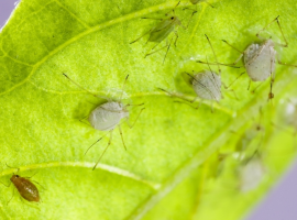 Insecten en slakken I Tuincentrum Thiels te Heist-op-den-Berg