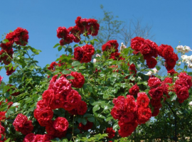 Rozen en klimplanten I Tuincentrum Thiels te Heist-op-den-Berg