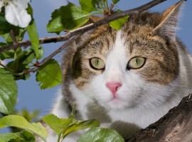 Honden en katten bestrijden I Tuincentrum Thiels