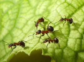Mieren en wespen I Tuincentrum Thiels te Heist-op-den-Berg