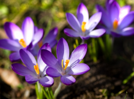 Bloembollen en Zaden vindt u bij Tuincentrum Thiels