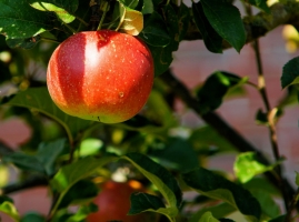 Fruitboom kopen in Heist-op-den-Berg?