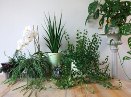 Groene kamerplanten kopen in Heist-op-den-Berg