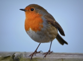 Vogelafdeling Heist-op-den-Berg I Tuincentrum Thiels